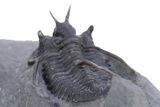 Devil Horned Cyphaspis Walteri Trilobite With Two Headers #347762-8